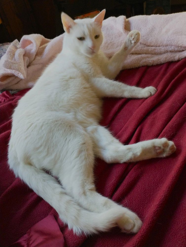 my all White boy cat, Wally, reclining on the bed.