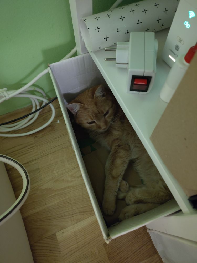 Eine Schachtel in der eine rote Katze liegt.