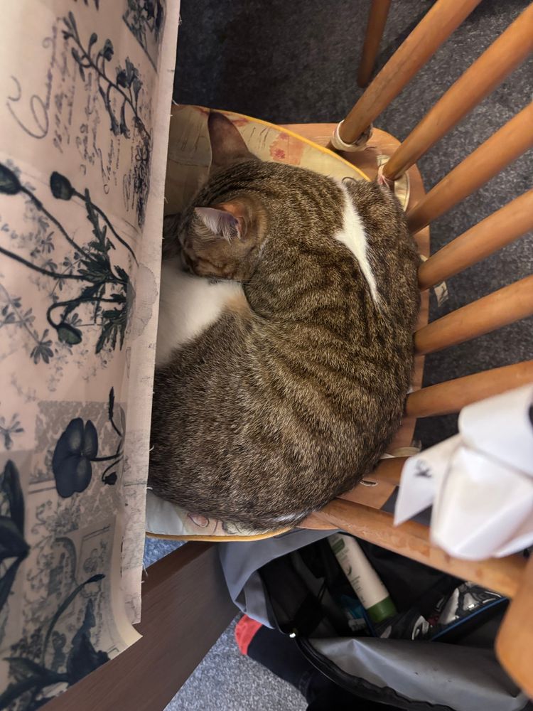 My tabby cat Monster curled up on a dining chair. Lots of junk abounds as I am tidying