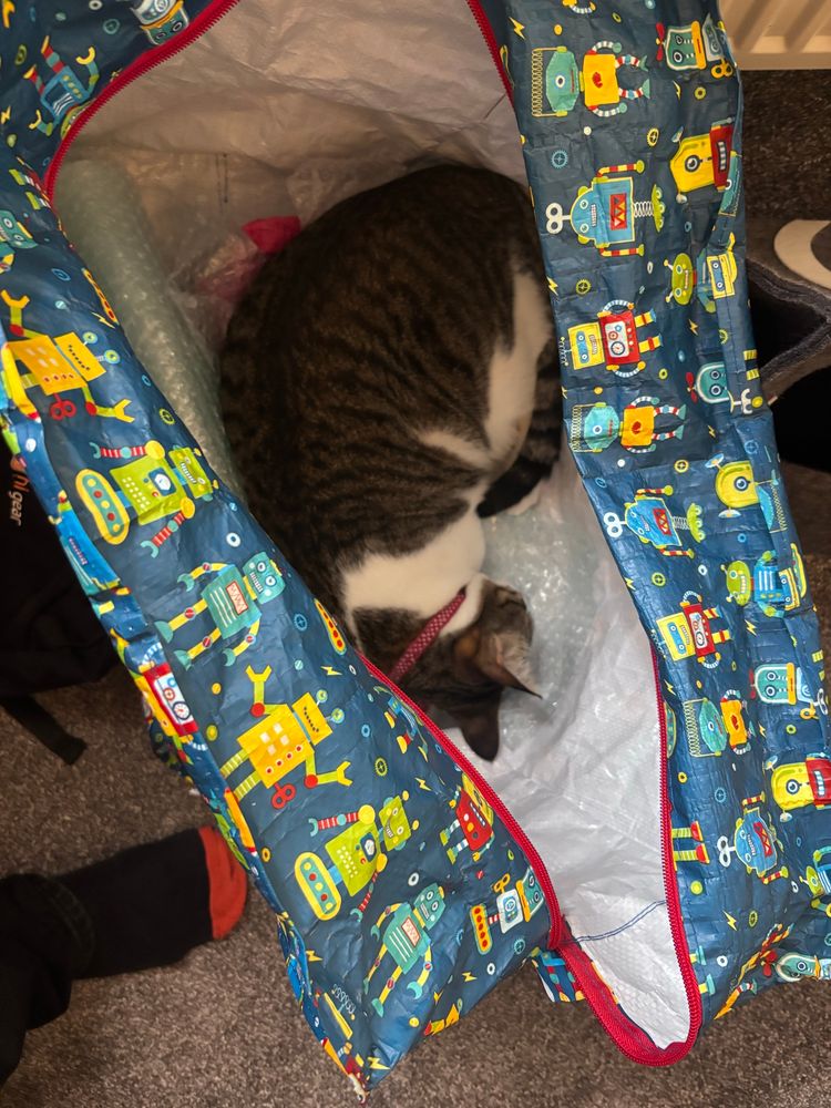 My other tabby Lulu, asleep in the bag of bubble wrap I’ve been tidying up