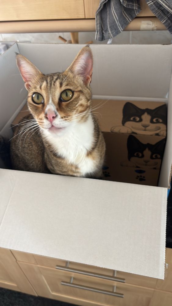 A very innocent looking tabby cat called Monster