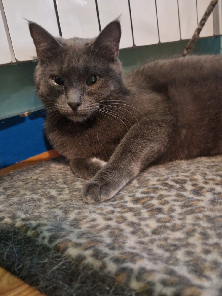 A very cute grey cat