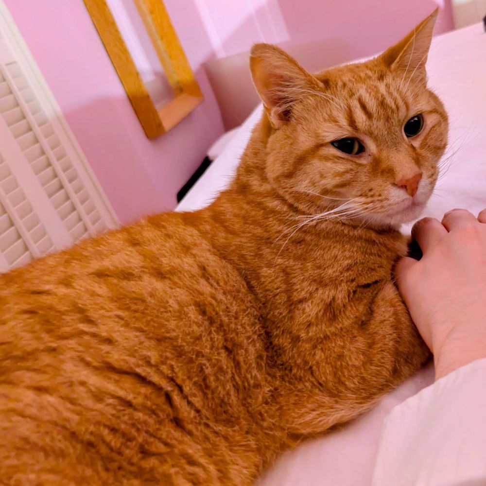 Leo, an anxious looking ginger cat 