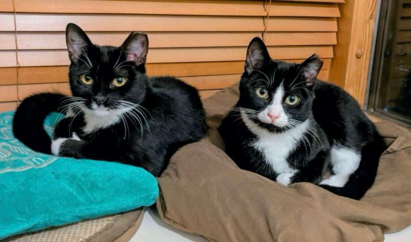 Two gorgeous tuxedo cats 