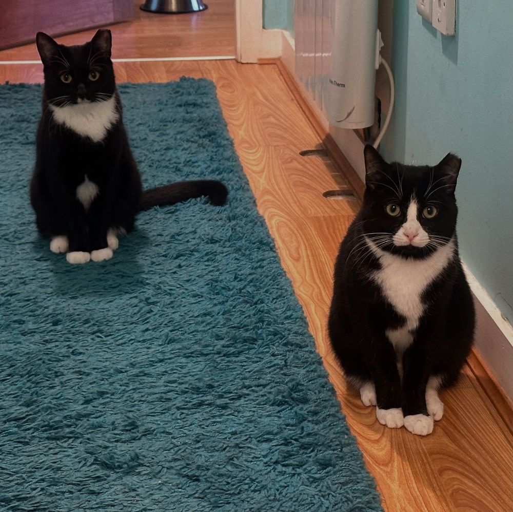 Two evil (but very cute) tuxedo cats 
