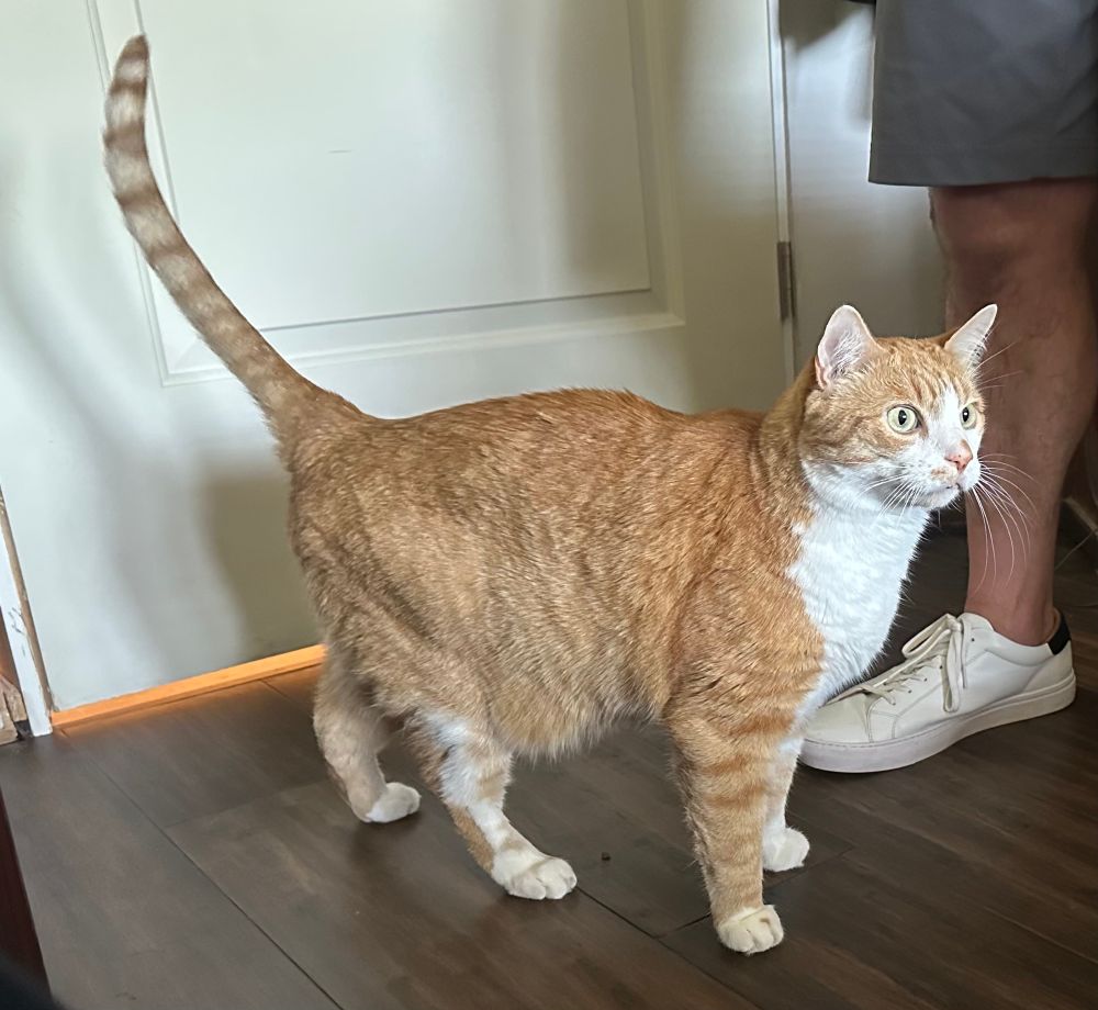 Ginger and white cat 