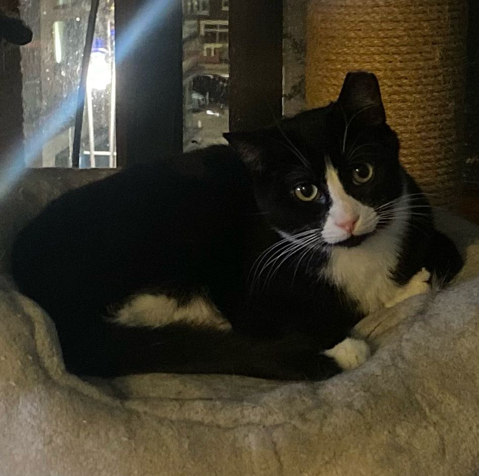 Tuxedo cat with a slightly more unfortunate face pattern