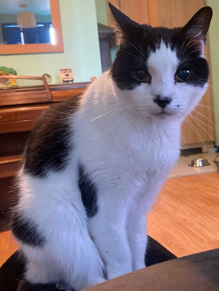 A very beautiful black and white cat 