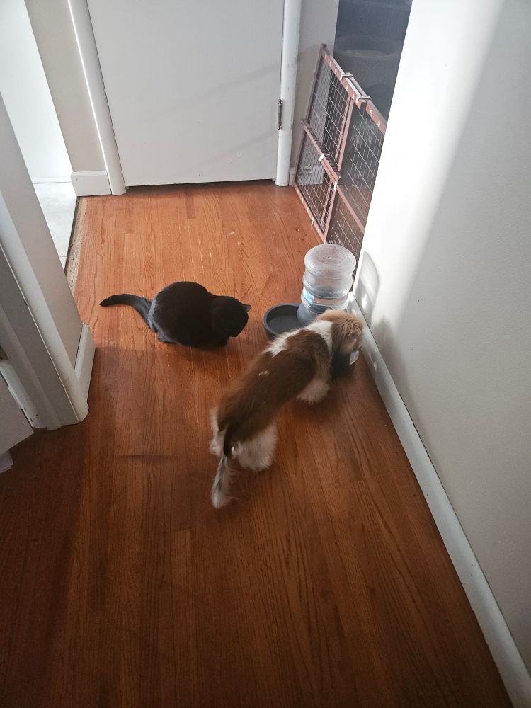 Photo of a black cat sitting next to a small dog in a hallway with wood floors and pale walls. 