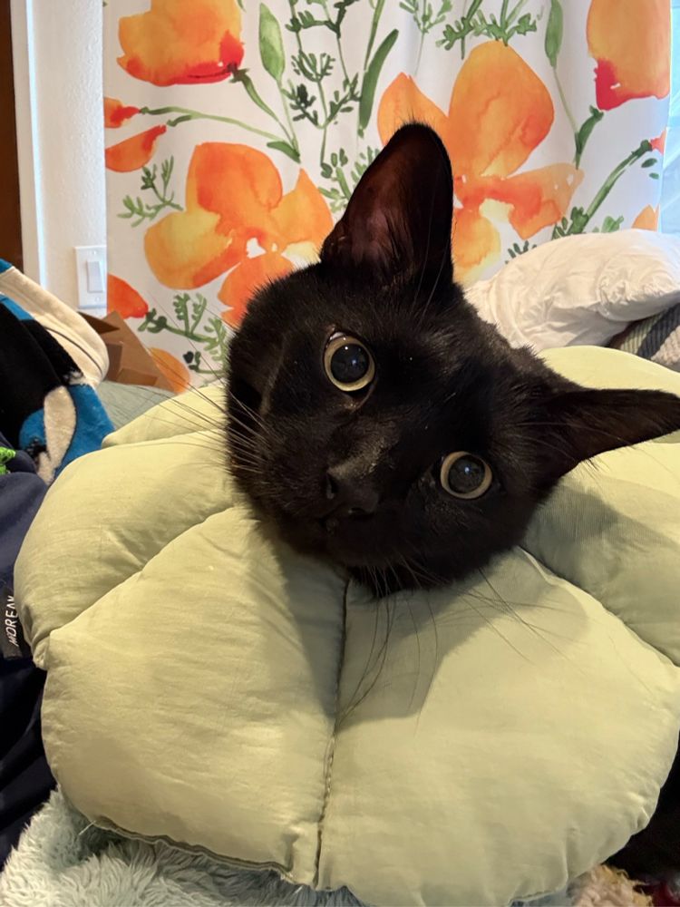 Black cat wearing large soft collar