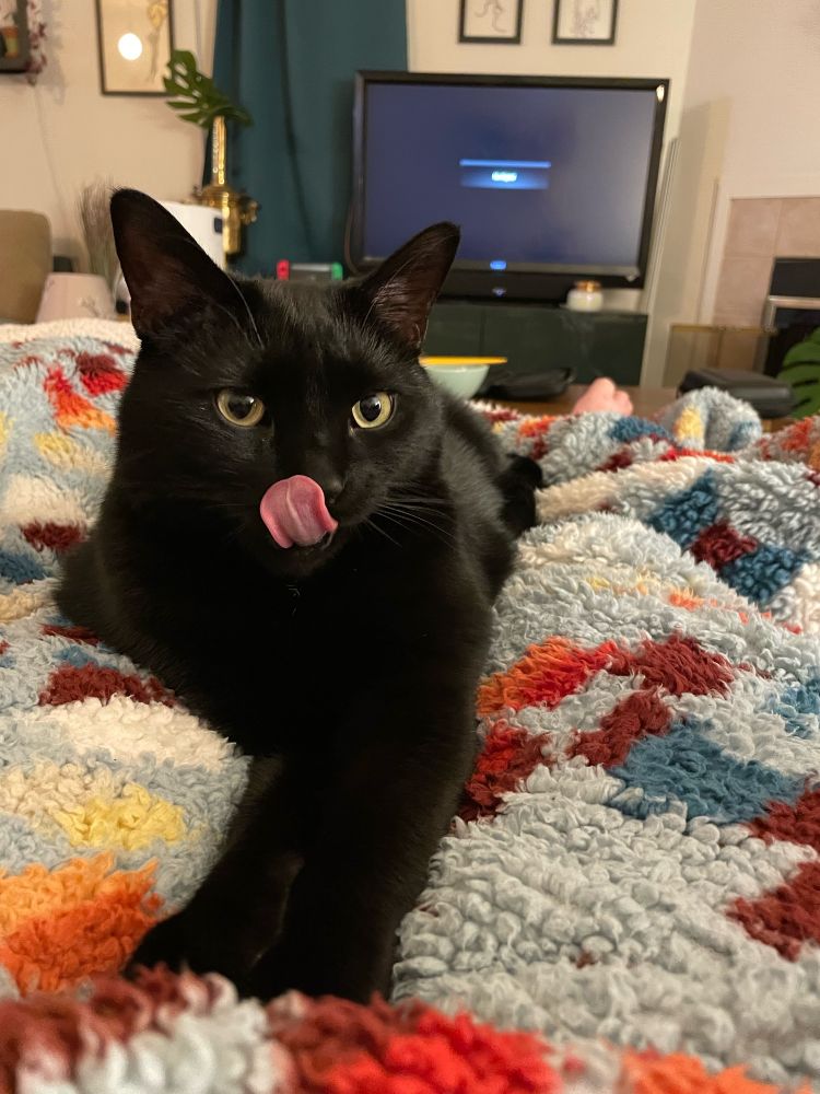 Basil, a cute black cat licking his nose