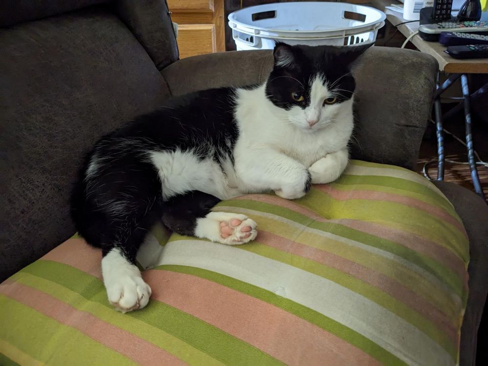 A tuxedo cat with a pink nose resting on a pastel striped cushion on a grey suede lounge chair. His hind legs are stretched out, showing his pink toe beans.