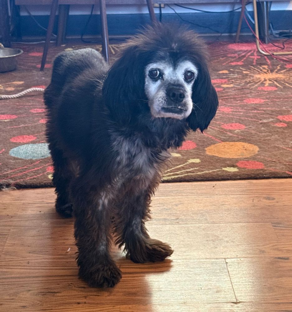 My 15-year-old little dog. He is staring at me and not moving.
