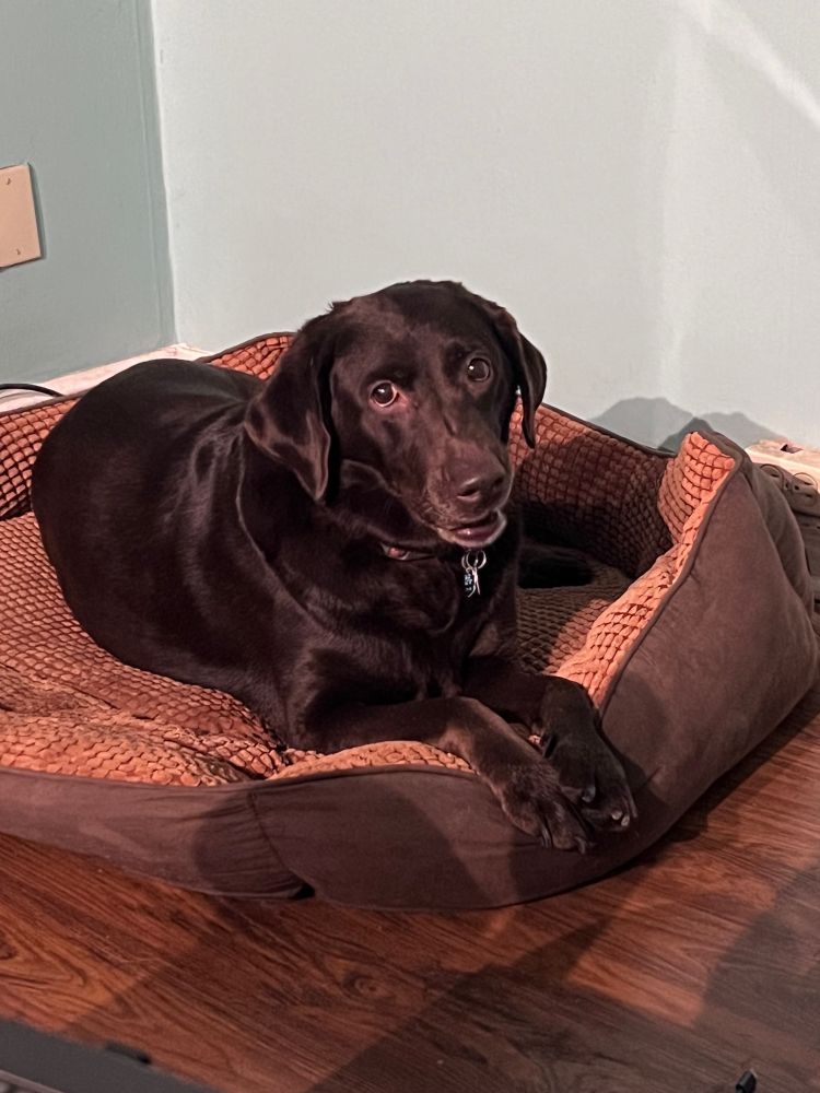 A chocolate lab sitting in her bed looking to the left with a happy grin. 