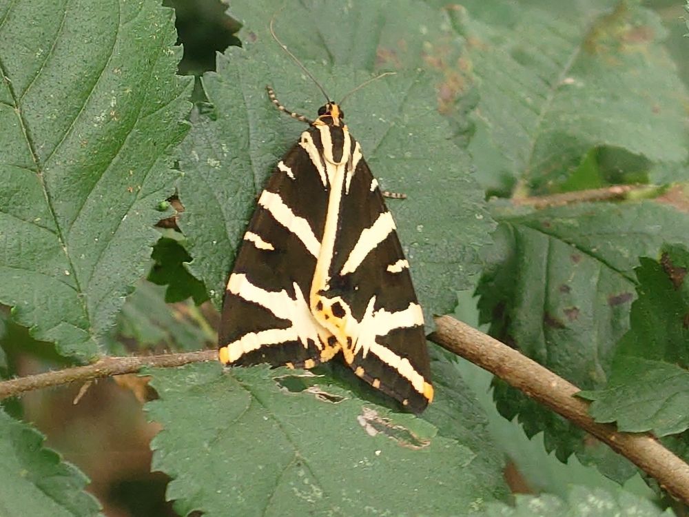 The moth is sitting with its wings open on green bramble leaves 