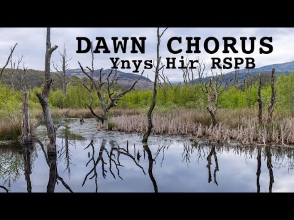 Dawn Chorus at Ynys Hir RSPB reserve