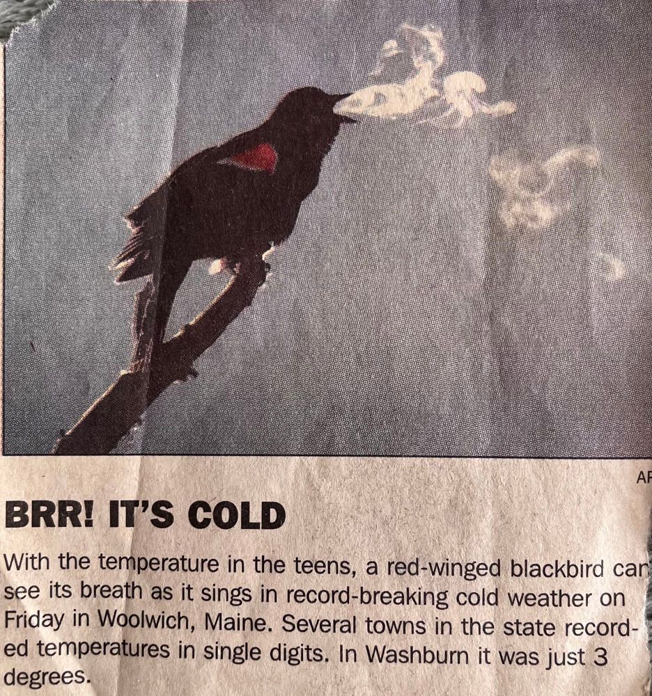 Photo of a red-winged blackbird roosting on a bare branch. Grey sky  in the background. “…red-winged blackbird can see its breath as it sings in record breaking cold on Friday in Woolwich, Maine. Several towns in the state recorded temps in single digits. In Washburn it was just 3 degrees.”