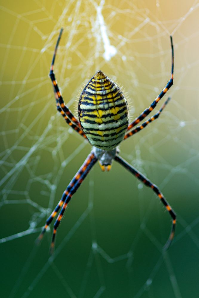 Top side of a banded orb weaver spider in its web. White, yellow, and black striped abdomen with black and orange striped legs. 