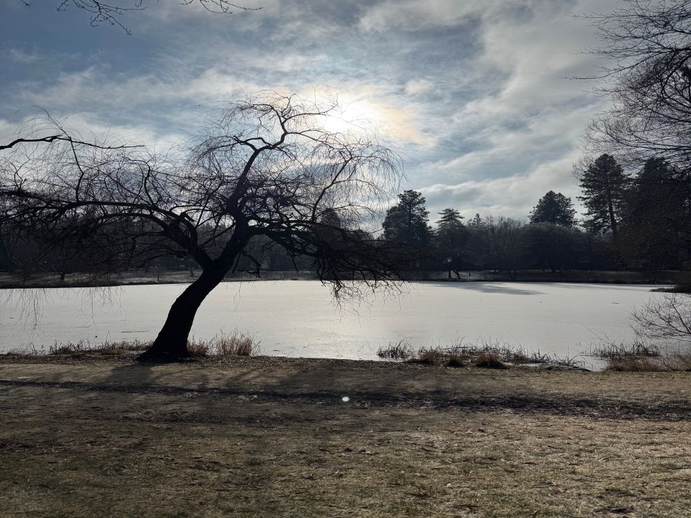 A frozen pond with a bare tree in the foreground and hazy low sun filtered through clouds 