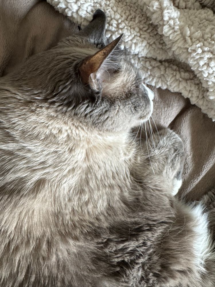 Large grey-brown cat sleeping on a blanket of the same color 