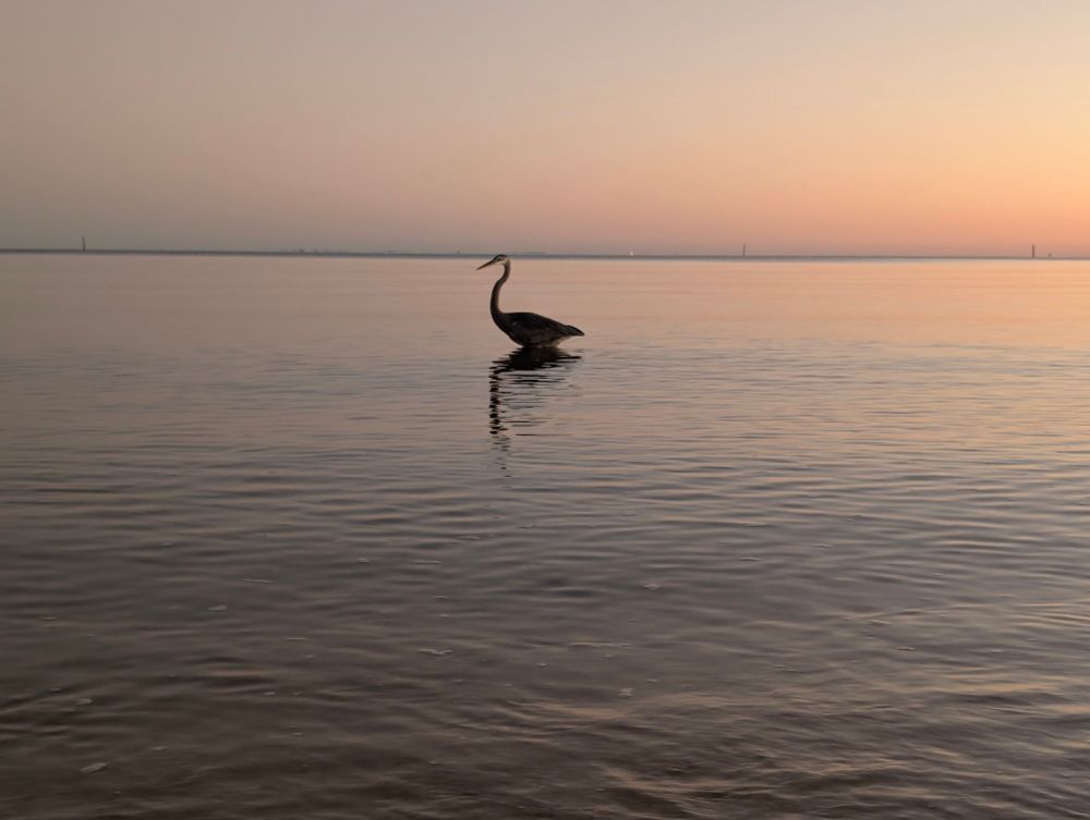 A heron in the water in front of a sunset