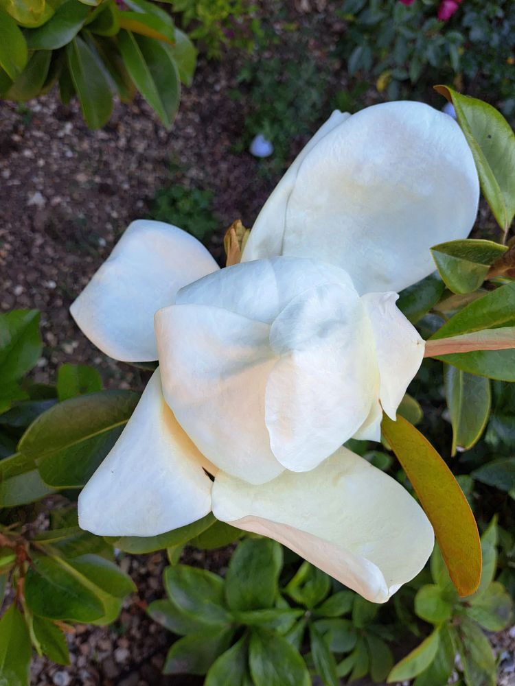 A closeup photo of a large white magnolia flower.

Taken on a Samsung A53

Can be used as human artistic reference as long as usage follows the terms listed in my bio - https://bsky.app/profile/ellyrieve-art-refs.bsky.social

ALL OTHER RIGHTS RESERVED. DO NOT USE FOR AI TRAINING