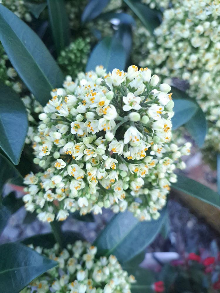 A photo of a bunch of small white flowers with yellow pollen bits on them. the flowers are in a rough conical / ball shape on the bush they are growing on. Some of the flowers are buds but most are open.

the bush has dark green glossy leaves.

Taken on a Samsung A53

Can be used as human artistic reference as long as usage follows the terms listed in my bio - https://bsky.app/profile/ellyrieve-art-refs.bsky.social

ALL OTHER RIGHTS RESERVED. DO NOT USE FOR AI TRAINING