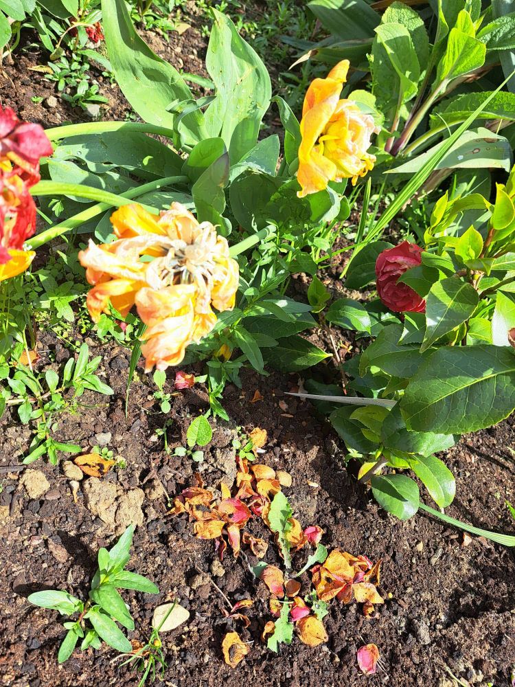 A collection of dried out, dying, double petaled tulips in red and yellow. 

Taken on a Samsung A53

Can be used as human artistic reference as long as usage follows the terms listed in my bio - https://bsky.app/profile/ellyrieve-art-refs.bsky.social

ALL OTHER RIGHTS RESERVED. DO NOT USE FOR AI TRAINING