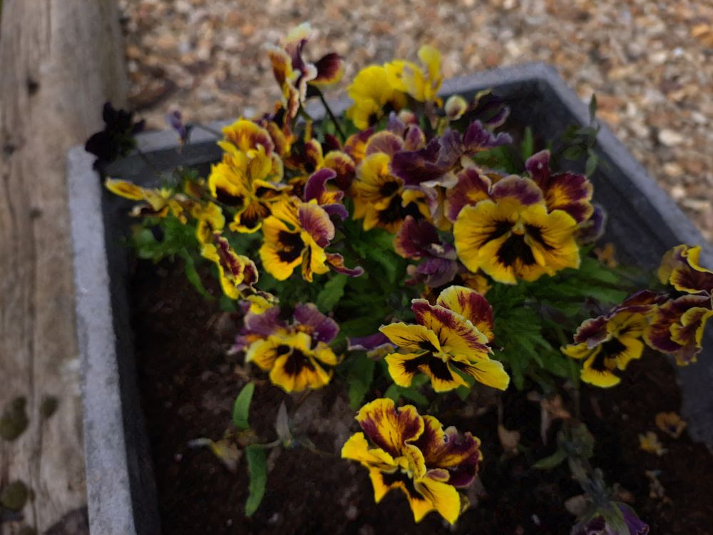 A collection of yellow and purple/ red large frilly pansies flowers (Viola × wittrockiana) in a square pot. They show some dark magenta ish veinty details and spots. 

Taken on a Samsung A53

Can be used as human artistic reference as long as usage follows the terms listed in my bio - https://bsky.app/profile/ellyrieve-art-refs.bsky.social

ALL OTHER RIGHTS RESERVED. DO NOT USE FOR AI TRAINING