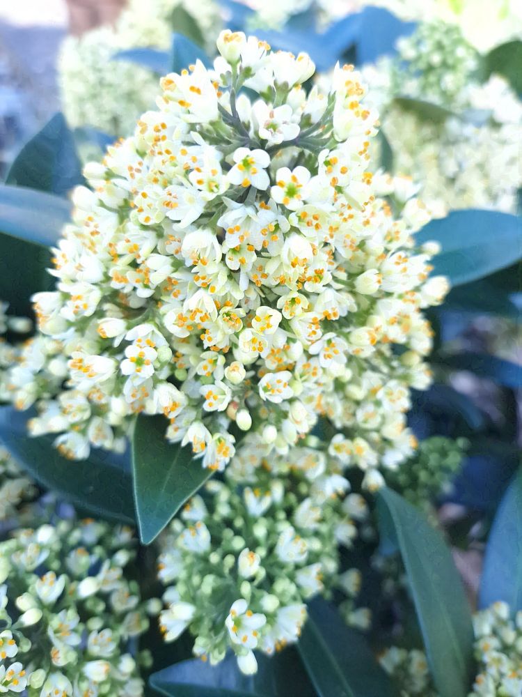 A photo of a bunch of small white flowers with yellow pollen bits on them. the flowers are in a rough conical / ball shape on the bush they are growing on. Some of the flowers are buds but most are open.

the bush has dark green glossy leaves.

Taken on a Samsung A53

Can be used as human artistic reference as long as usage follows the terms listed in my bio - https://bsky.app/profile/ellyrieve-art-refs.bsky.social

ALL OTHER RIGHTS RESERVED. DO NOT USE FOR AI TRAINING