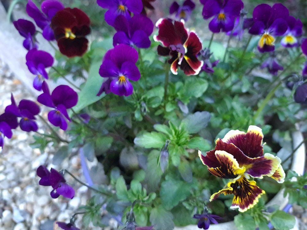 A collection of multiple pansy flowers. There are a mix of red and purple ones.

Taken on a Samsung A53

Can be used as human artistic reference as long as usage follows the terms listed in my bio - https://bsky.app/profile/ellyrieve-art-refs.bsky.social

ALL OTHER RIGHTS RESERVED. DO NOT USE FOR AI TRAINING