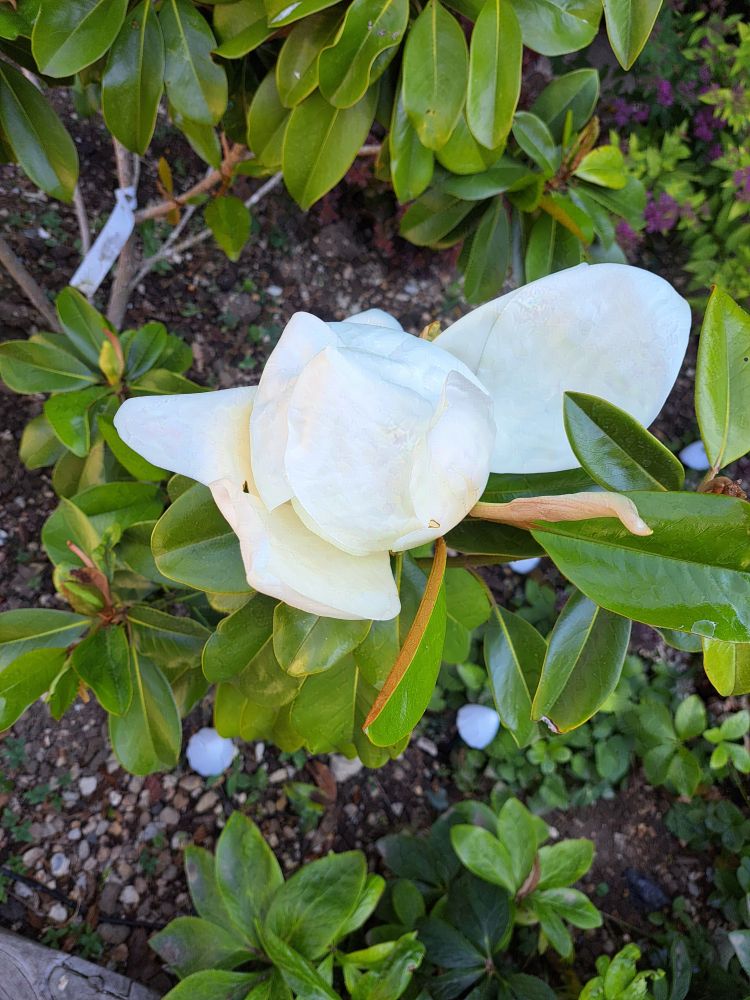 A closeup photo of a large white magnolia flower.

Taken on a Samsung A53

Can be used as human artistic reference as long as usage follows the terms listed in my bio - https://bsky.app/profile/ellyrieve-art-refs.bsky.social

ALL OTHER RIGHTS RESERVED. DO NOT USE FOR AI TRAINING