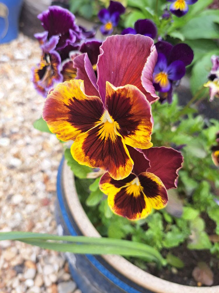Photo of a mix of yellow and red pansy flowers in a small blue ceramic flower pot. 

Taken on a Samsung A53

Can be used as human artistic reference as long as usage follows the terms listed in my bio - https://bsky.app/profile/ellyrieve-art-refs.bsky.social

ALL OTHER RIGHTS RESERVED. DO NOT USE FOR AI TRAINING