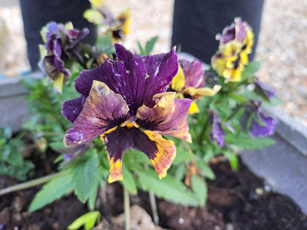 A collection of multiple yellow/ gold and purple frilly pansy flowers.

Taken on a Samsung A53

Can be used as human artistic reference as long as usage follows the terms listed in my bio - https://bsky.app/profile/ellyrieve-art-refs.bsky.social

ALL OTHER RIGHTS RESERVED. DO NOT USE FOR AI TRAINING