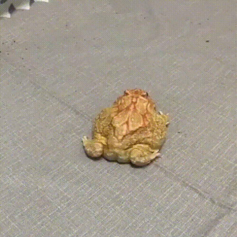 a frog is walking on a concrete floor .