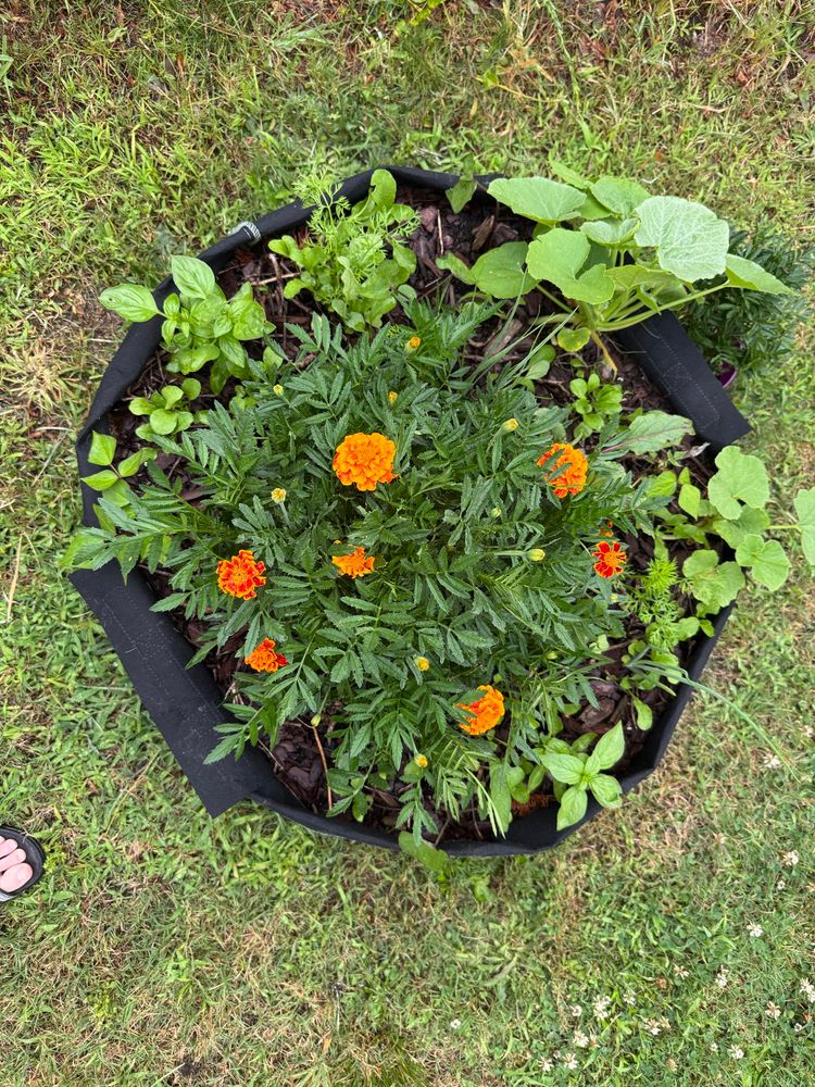 Overhead view of one of my beds. Marigolds dominate the middle while lots of shoots and greens leaf out around the bottom. 