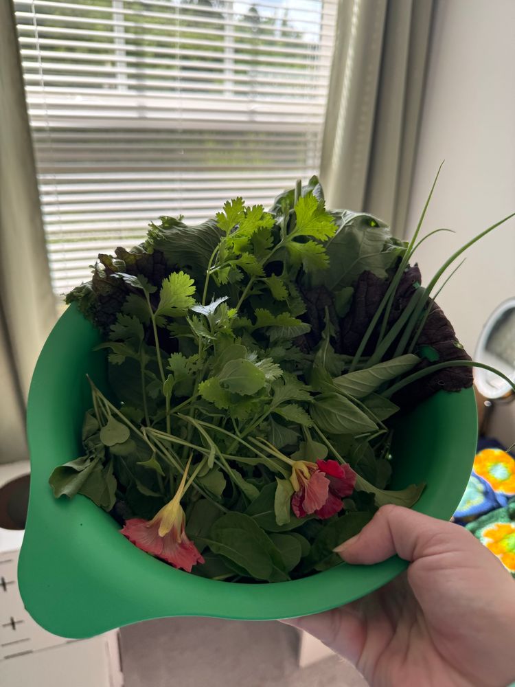 Green bowl filled with herbs and leaves of all varieties. You can make out the bright pink of the nasturtiums against the greens of the arugula and cilantro. 