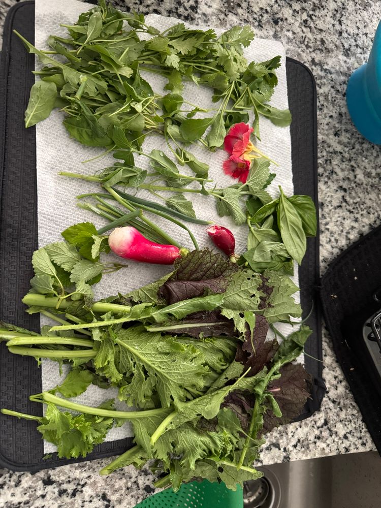 A spread of drying vegetables and herbs. Cilantro, spring onions, lemon balm, basil, mesclun greens, radishes, arugula, pea shoots, and nasturtiums. 
