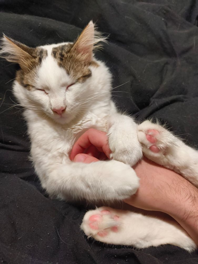 MON CHAT ATTRAPE MA MAIN ET ME PREND EN OTAGE