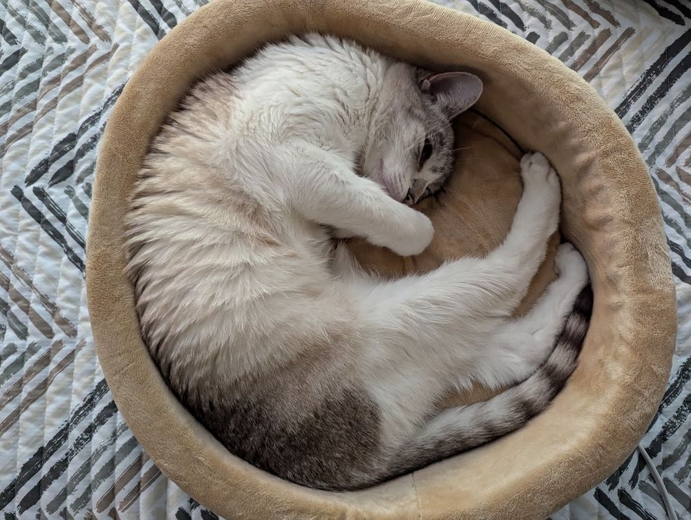 A white and gray cat is curled up in a soft brown cat bed. The cat's tail is wrapped around its body and its head is resting on its paws. The cat looks very comfortable and relaxed. The background is a soft, quilted fabric with a light gray and brown pattern.