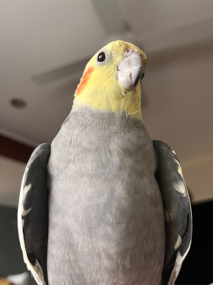 Photo looking up at Dominic the cockatiels fluffy grey tummy