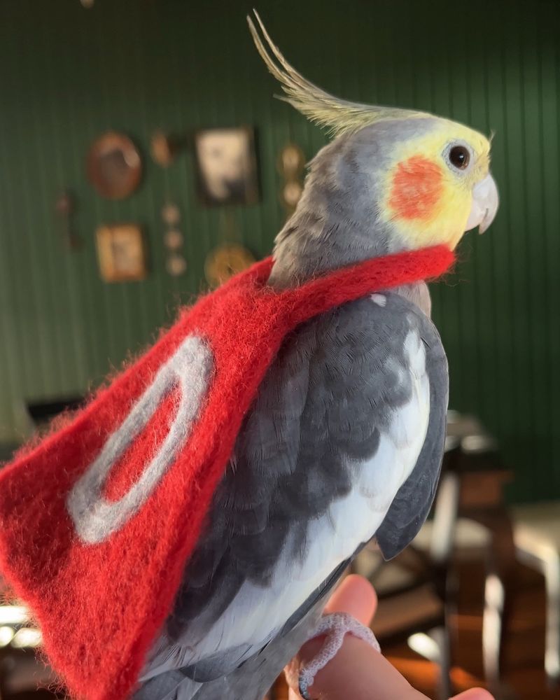 Grey cockatiel wearing a red felt cape with a blue D on it
