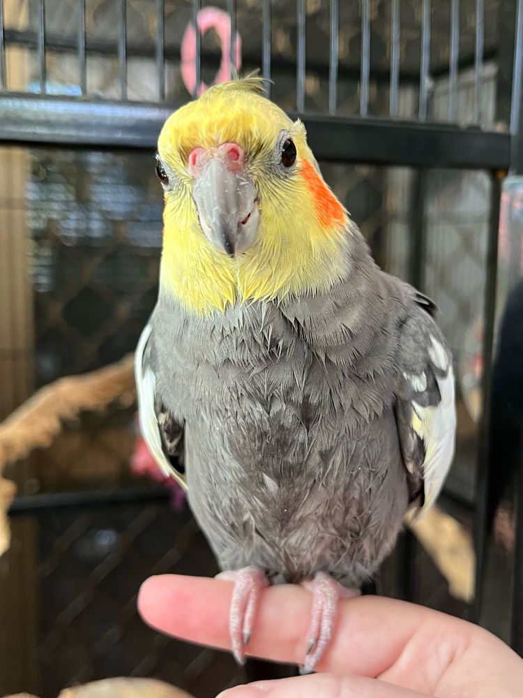 A happy little grey cockatiel with soggy feathers on his belly