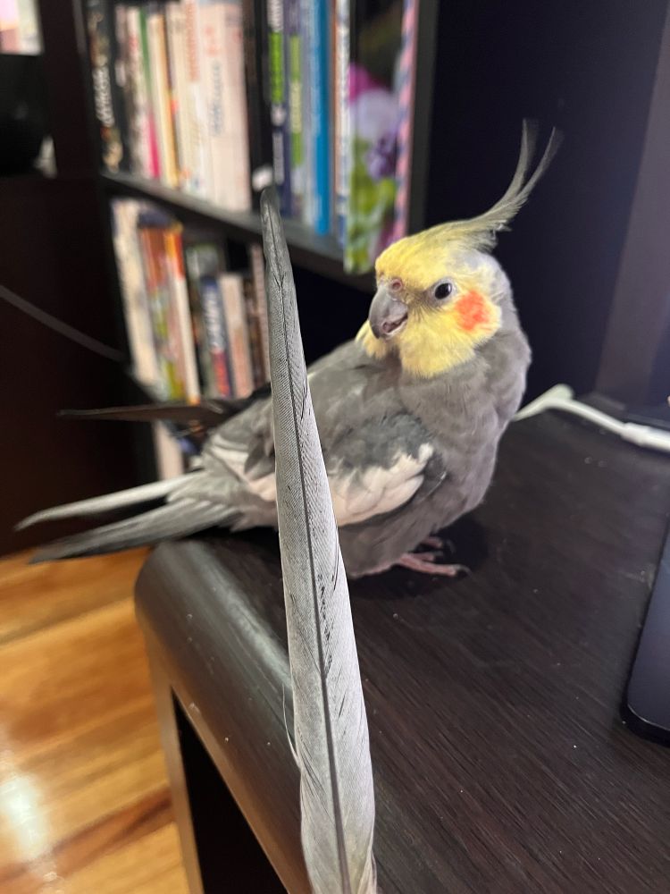Dominic the grey cockatiel looks on incredulously at the tail feather he’s moulted 