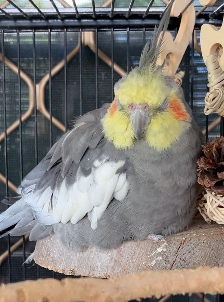 Dominic the grey cockatiel fluffed up and sat on a wooden platform. Only a single toe of his foot is visible under his fluffy body