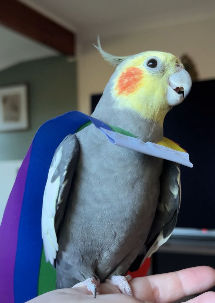 Dominic the grey cockatiel smiling as he wears a rainbow cape