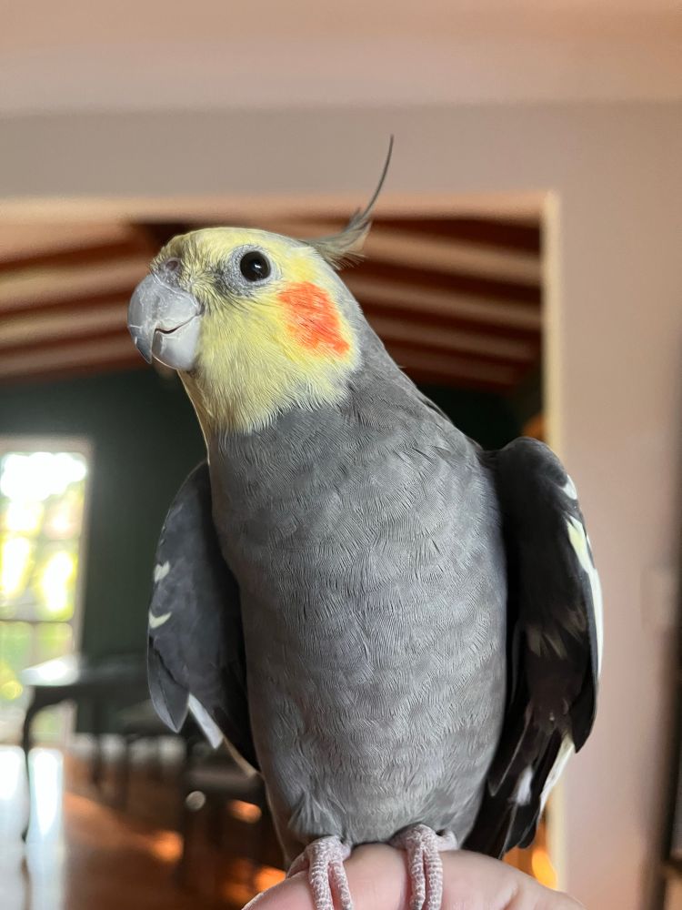 Dominic the cockatiel from the front, his little grey bod looking sausage shaped, his wings slightly out to frame his sausage bod like the bread of a hot dog bun