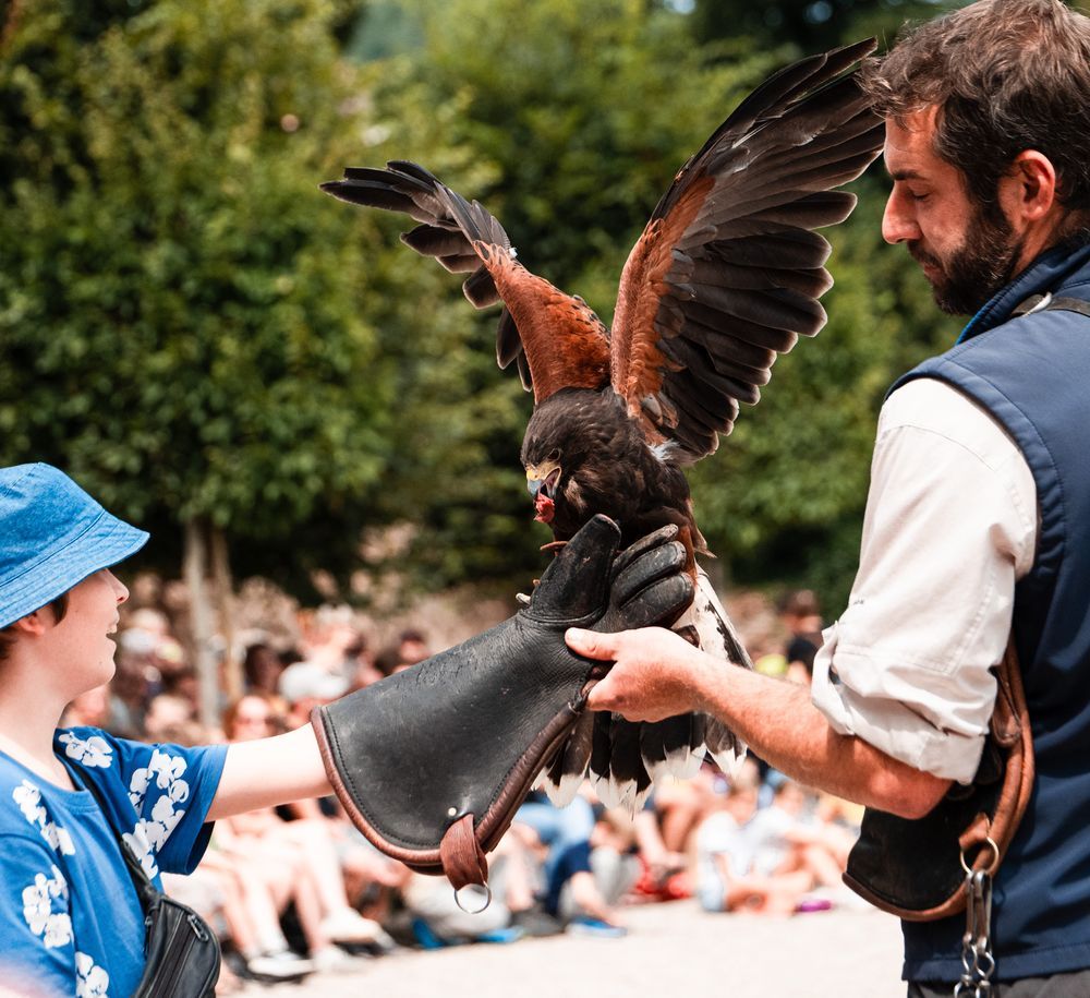 un fauconier aide un enfant à tenir un aigle sur son bras, l'aigle est en train de manger un bout de viande