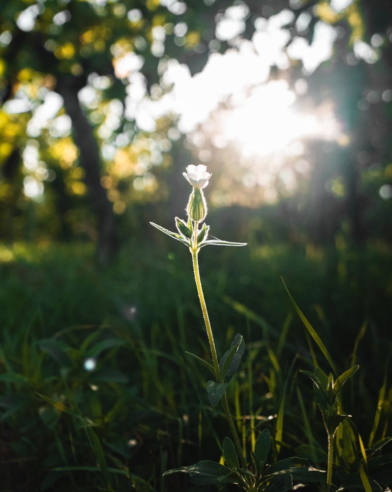 Je en sais pas ce que c'est comme fleur deso, mais j'ai l'impression qu'elle bourgeonne. Le soleil eclaire de derriere alors on voit les petits poils sur la tige et tout.