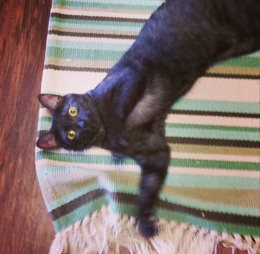 A newly-adopted black smoke cat looks up from a striped rug with big green eyes. Her legs are blurred from being caught mid-barrel roll 